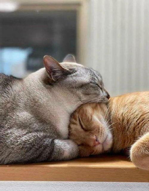 娱乐吃瓜酱猫妈