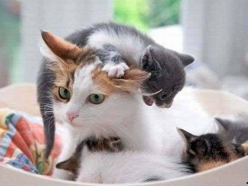 娱乐吃瓜酱猫妈